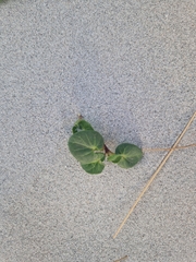 Calystegia soldanella