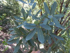 Quercus laceyi
