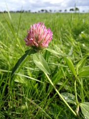 Trifolium pratense pratense