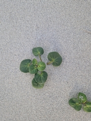 Calystegia soldanella