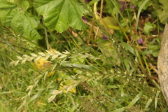 Lolium multiflorum