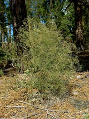 Gypsophila paniculata