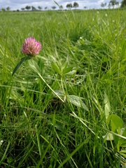 Trifolium pratense pratense