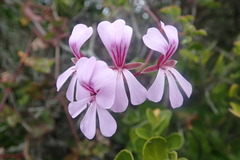 Pelargonium peltatum