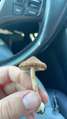 Pseudosperma sororium