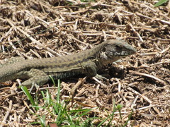 Aspidoscelis costatus