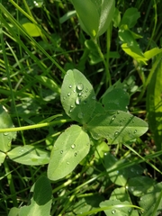 Trifolium pratense pratense