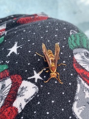 Polistes major major