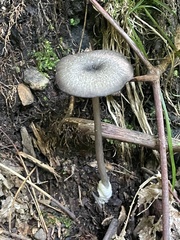 Pseudoclitocybe cyathiformis
