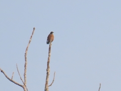 Turdus migratorius