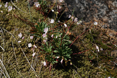 Lewisia columbiana
