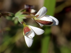 Hesperantha falcata
