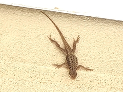 Tropidurus