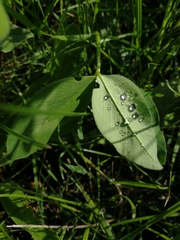 Trifolium pratense pratense