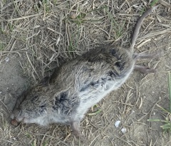 Microtus pennsylvanicus