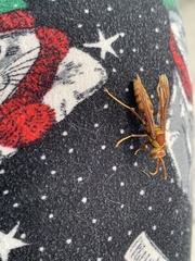 Polistes major major