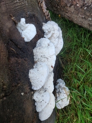 Trametes suaveolens