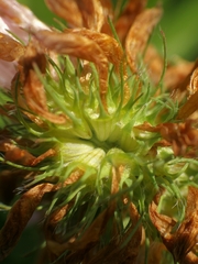 Trifolium pratense pratense