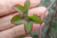 Pelargonium peltatum