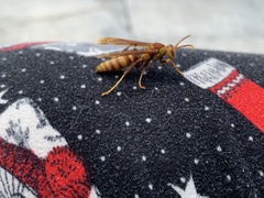 Polistes major major