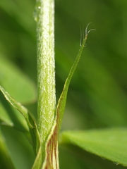Trifolium pratense pratense