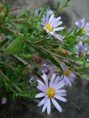 Symphyotrichum novi-belgii