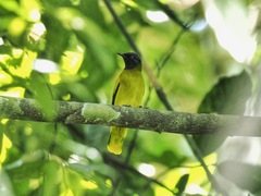 Brachypodius melanocephalos