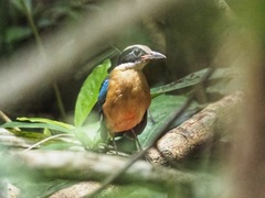 Pitta moluccensis