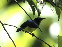 Chalcoparia singalensis