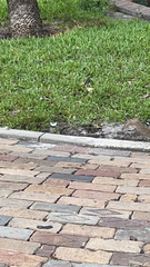 Sciurus carolinensis