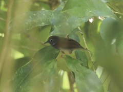 Cyanoderma erythropterum