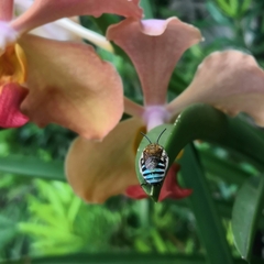 Zonamegilla
