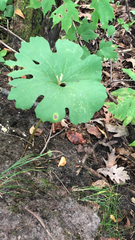 Sanguinaria canadensis