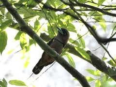 Eurylaimus javanicus