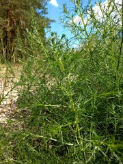 Salsola collina