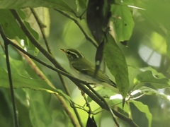 Phylloscopus coronatus