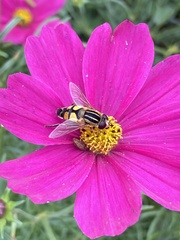 Syrphidae
