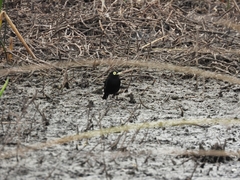 Hymenops perspicillatus