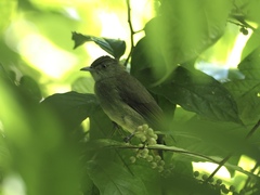 Iole viridescens cinnamomeoventris