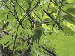 Psilopogon mystacophanos