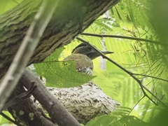 Picus viridanus