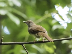 Rubigula erythropthalmos