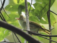 Erpornis zantholeuca