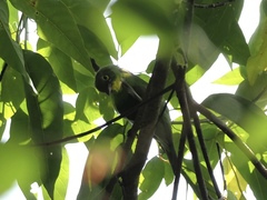 Chloropsis sonnerati