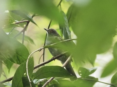 Rubigula erythropthalmos