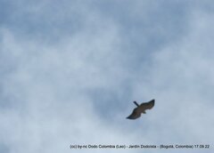 Buteo brachyurus