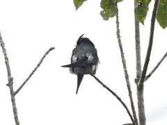 Hemiprocne longipennis