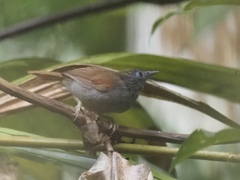 Cyanoderma erythropterum