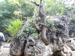 Cyrtopodium macrobulbon