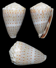 Conus abbreviatus